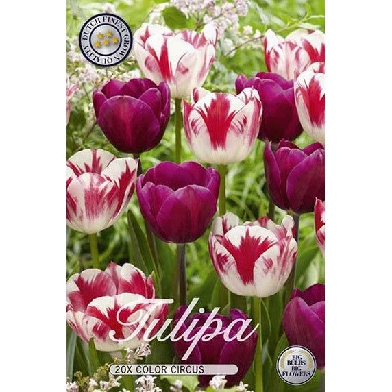 Tulppaani Colour Circus 15-pakkaus
