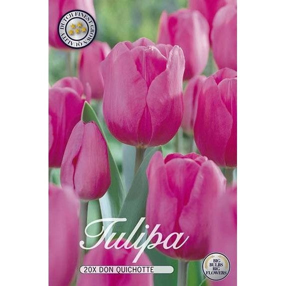 Tulppaani Don Quijote 20-pakkaus
