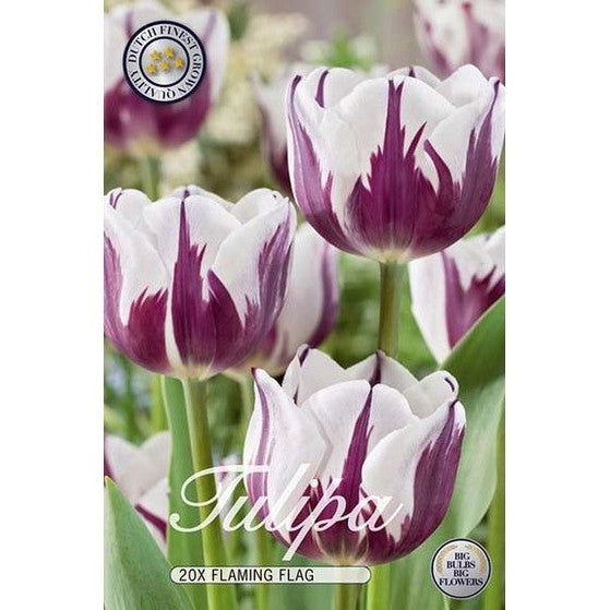 Tulppaani Flaming Flag 20-pakkaus