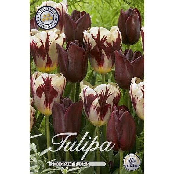 Tulppaani Graaf Floris 20-pakkaus