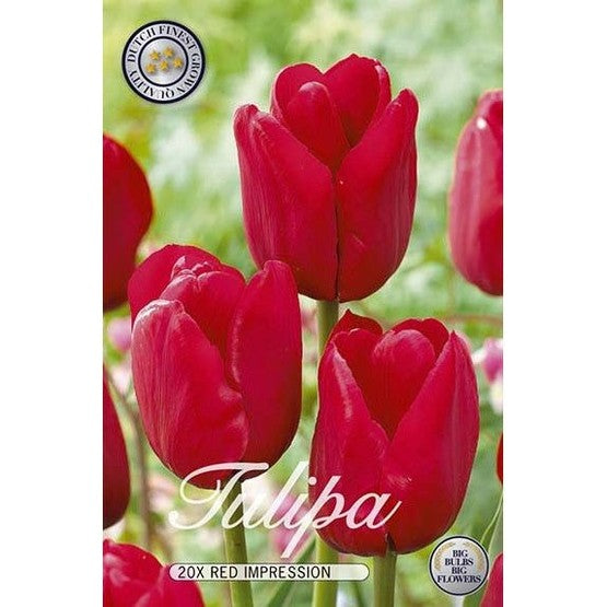 Tulppaani Red Impression 20-pakkaus