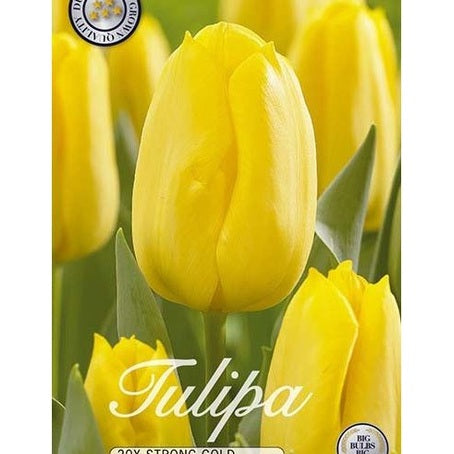 Tulppaani Strong Gold 20-pakkaus
