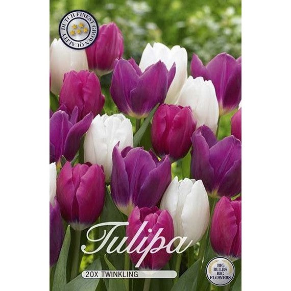 Tulppaanit Twinkling 15-pakkaus