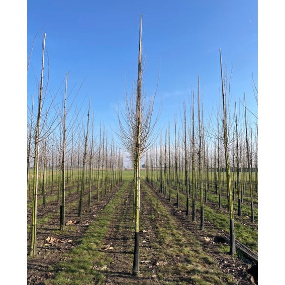 Alm - Ulmus &