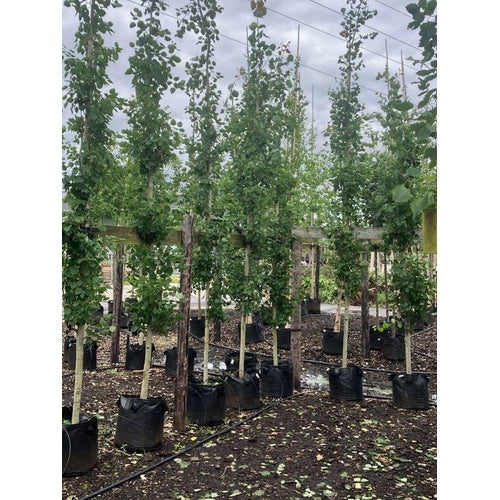 Pelarasp - Populus tremula &