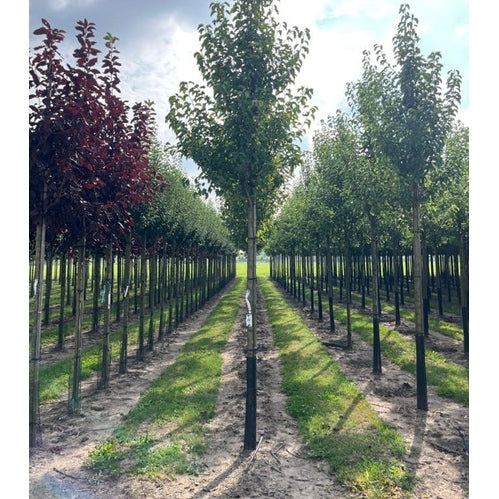 Pieni kiinalainen päärynä - Pyrus calleryana &