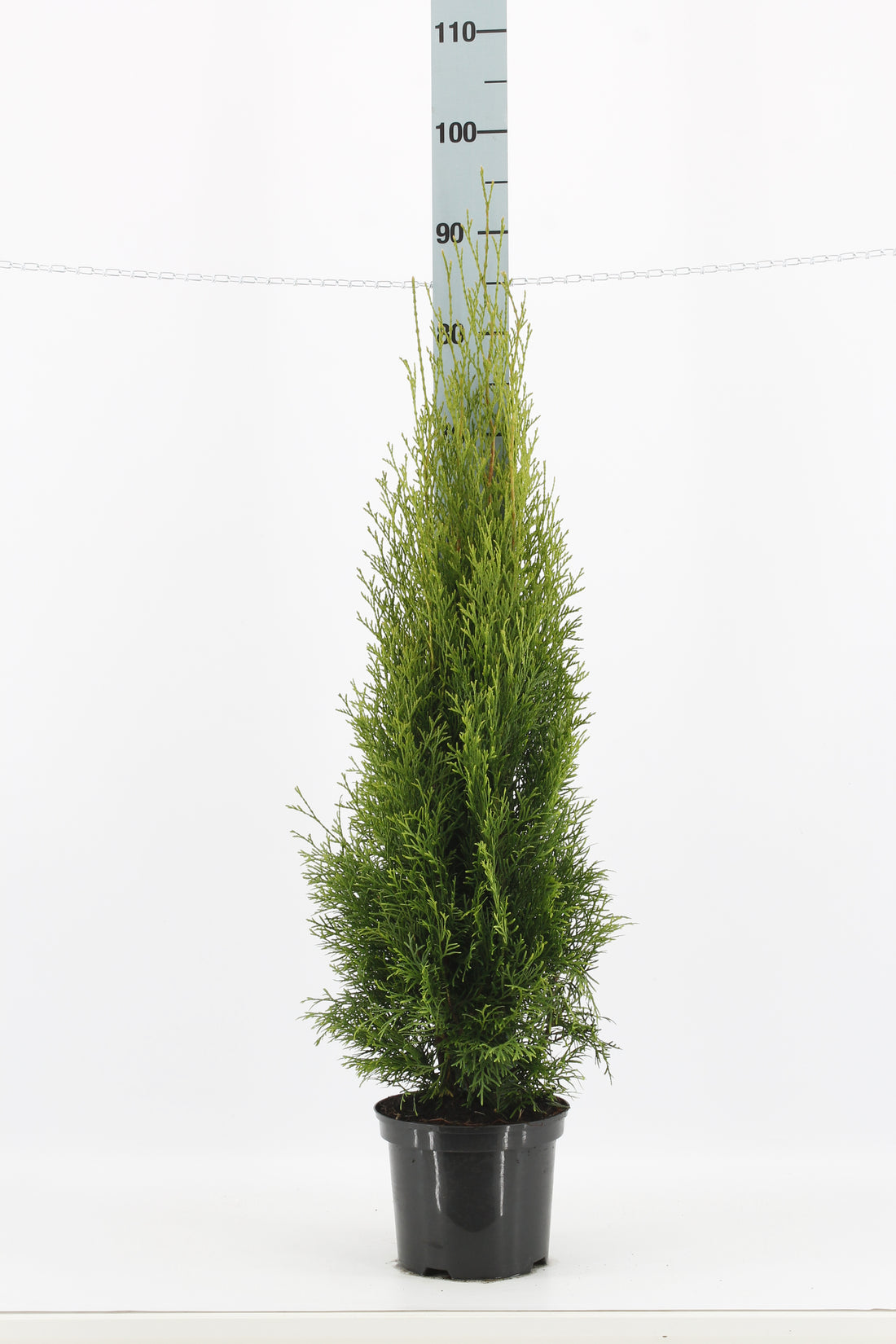 Thuja occ. &