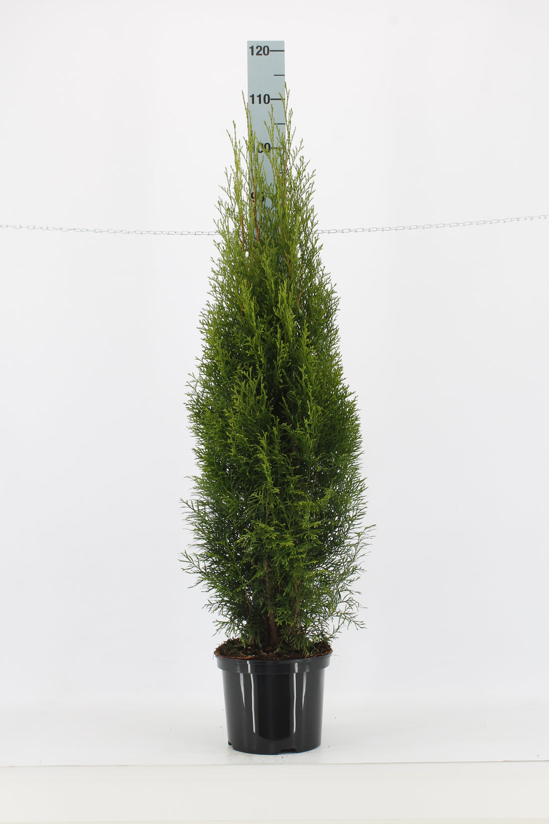 Thuja occ. &