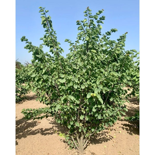 Judaspuu - Cercis siliquastrum 300-350 MS