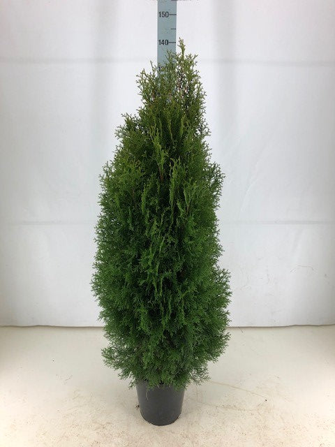 Thuja occ. &