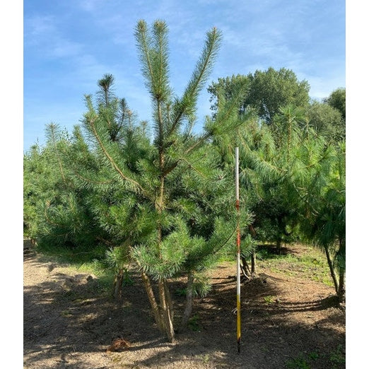 Puu - Pinus sylvestris &