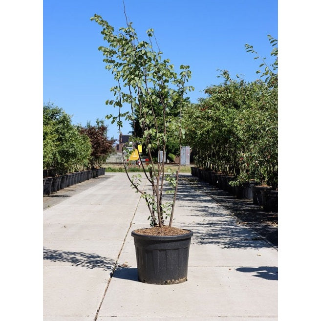 Judaspuu - Cercis siliquastrum 200-250 MS CONT