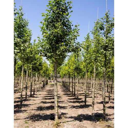 Harmaalepät - Alnus incana - Rungon ympärysmitta 16-18 cm, korkeus 3,5-4 metriä, HS, COCO