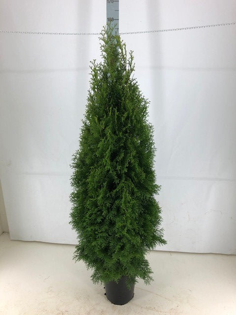 Thuja occ. &