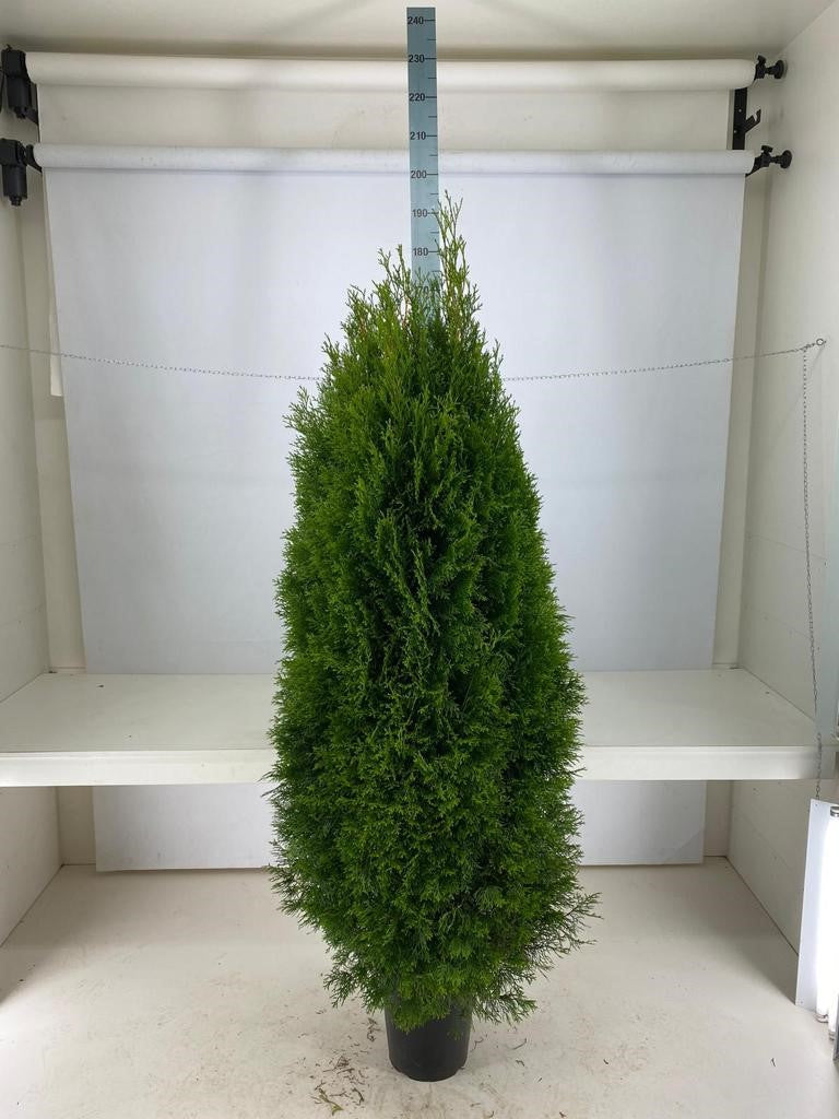 Thuja occ. &