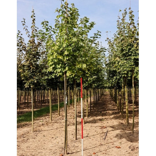 Vaahtera - Acer platanoides Princeton Gold - Rungon ympärys 16-18 cm, korkeus 3,5-4 metriä, HS,