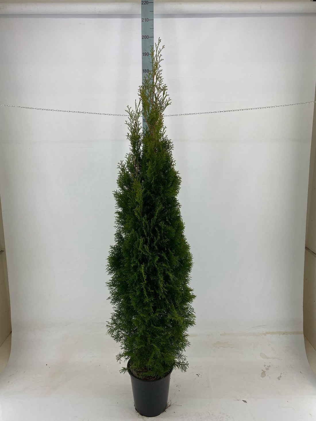 Thuja occ. &