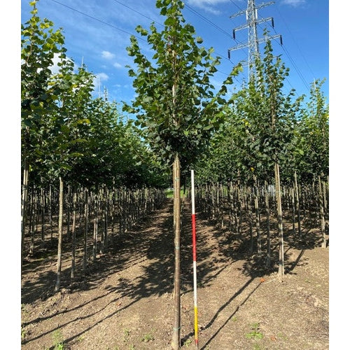 Skogslind -Tilia cordata &