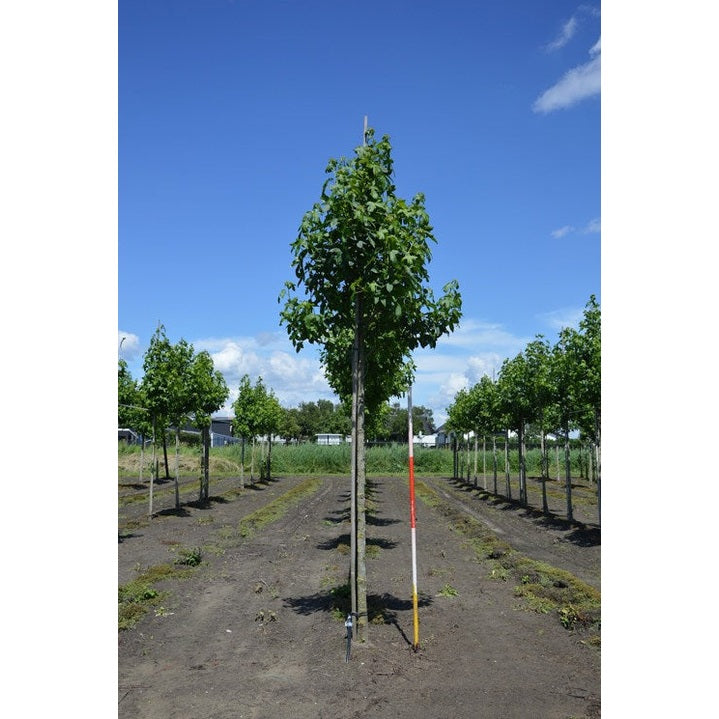 Ambrapuu - Liquidambar styraciflua - Rungon ympärys 16-18 cm, korkeus 3,5-4 metriä, HS,