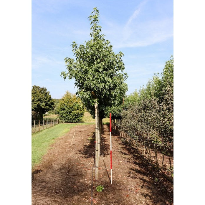 Ambrapuu - Liquidambar styraciflua &