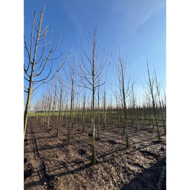 Smallehtinen pähkinäpensas - Fraxinus angustifolia &