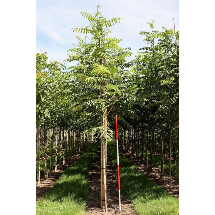 Kaukasian pähkinäpensas - Pterocarya fraxinifolia - Rungon ympärysmitta 14-16 cm, korkeus 3,5-4 metriä, HS,