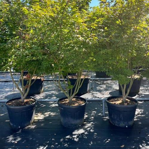 Japanilainen vaahtera - Acer palmatum 175-200 MS COCO