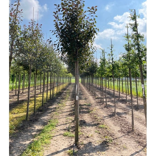 Koristeomenapuu - Malus &