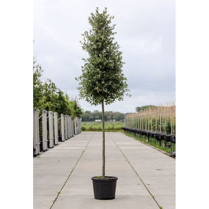 Stenek - Quercus ilex - Rungon ympärys 14-16 cm, korkeus 3,5-4 metriä, HS, CONT