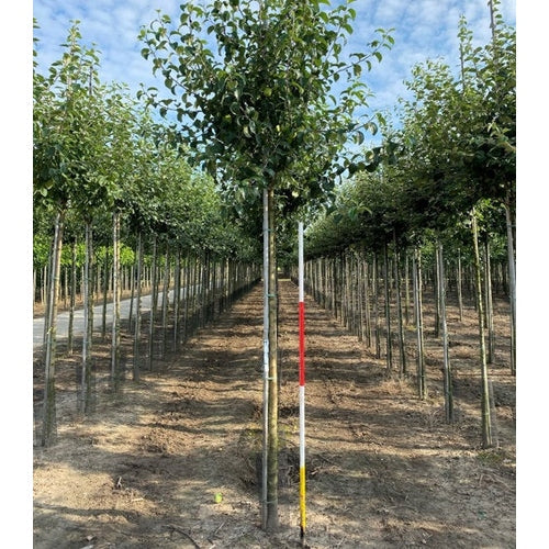 Omenapuu - Malus domestica &