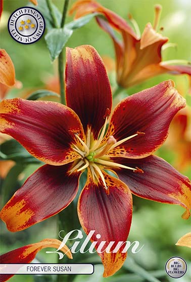 Asiatlilja-Lilium Forever Susan 2-pack