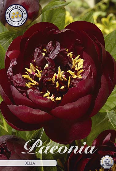 Pion-Paeonia Bella 1-pack