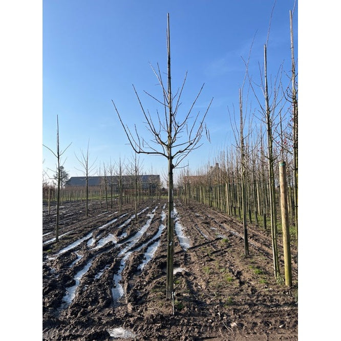 Katalpa - Catalpa bignonioides - Rungon ympärys 20-25 cm, korkeus 4-4,5 metriä, HS,