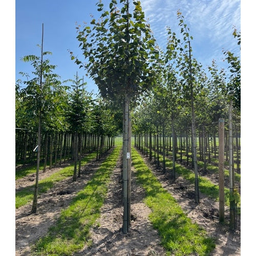 Asp - Populus tremula - Rungon ympärys 16-18 cm, korkeus 3,5-4 metriä, HS,