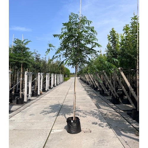 Kaukasian pähkinäpensas - Pterocarya fraxinifolia - Rungon ympärysmitta 16-18 cm, korkeus 3,5-4 metriä, HS,