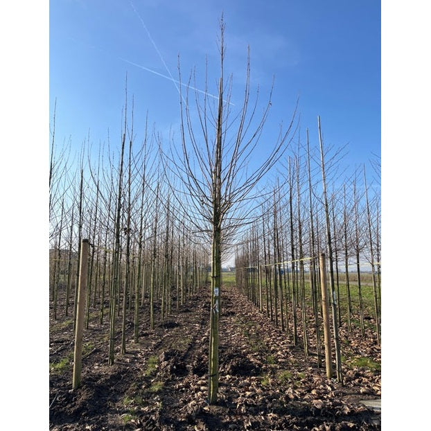 Platan - Platanus hispanica - Rungon ympärys 20-25 cm, korkeus 4-4,5 metriä, 250 kpl DAK COCO