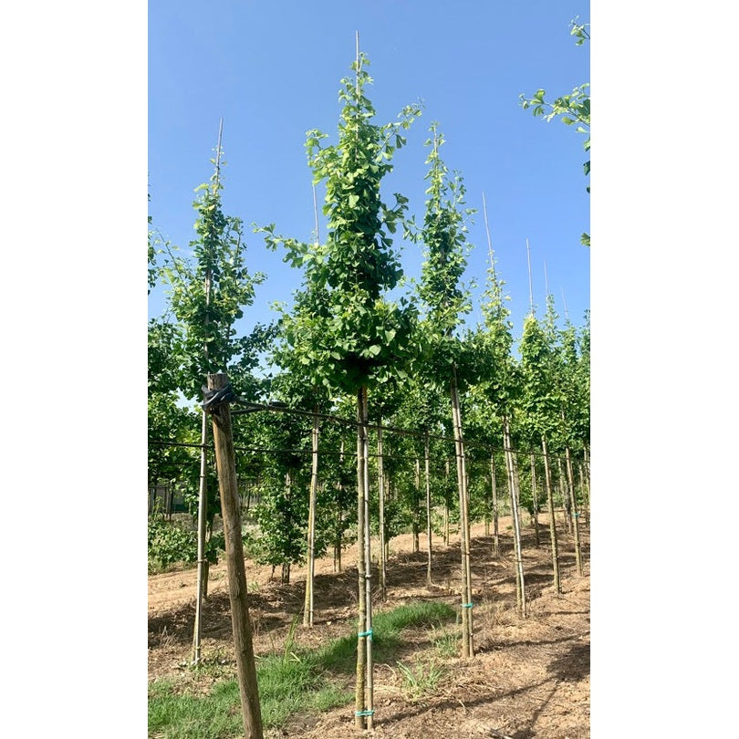 Ginkgopuu - Ginkgo biloba - Kannan ympärys 14-16 cm, korkeus 3,5-4 metriä, HS,