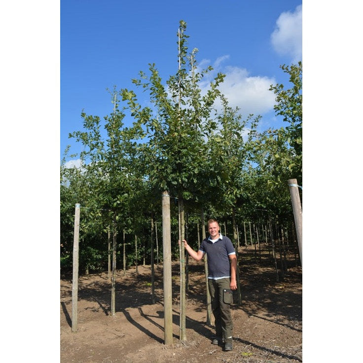 Bergek - Quercus petraea - Rungon ympärys 16-18 cm, korkeus 3,5-4 metriä, HS,