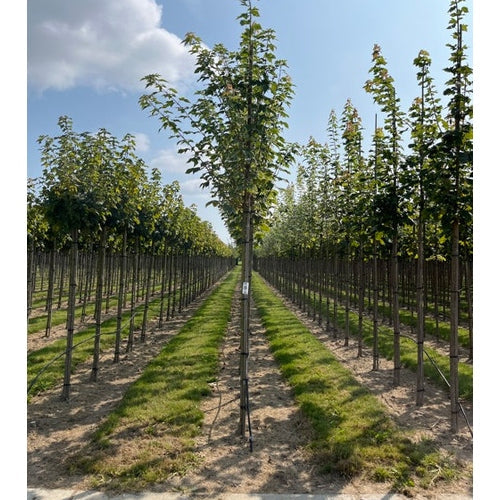 Valko-viiruinen metsävaahtera - Acer platanoides &