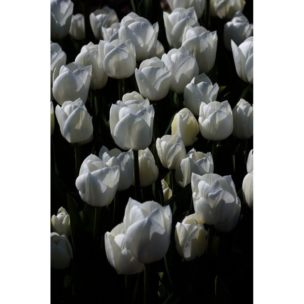 Tulppaani Royal Virgin 5-pakkaus