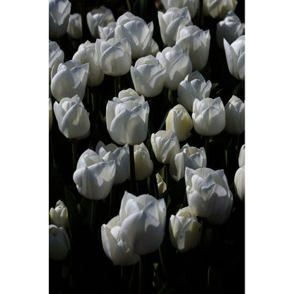 Tulppaani Royal Virgin 5-pakkaus