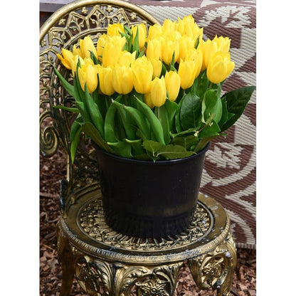 Tulppaani Strong Gold 5-pakkaus