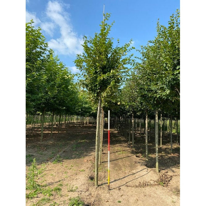 Pelaravenbok - Carpinus betulus &