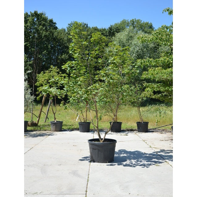 Italialainen vaahtera - Acer opalus 300-350 MS CONT