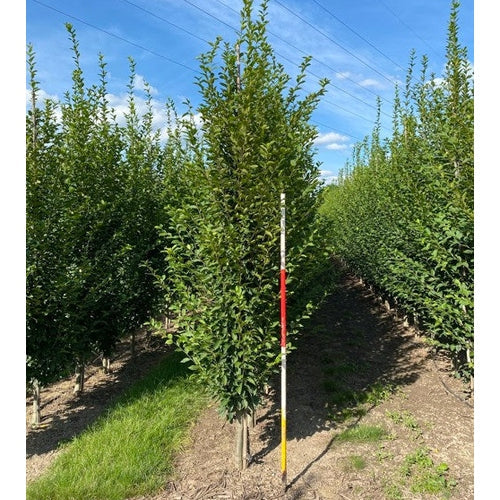 Pyramidavenbok - Carpinus betulus &