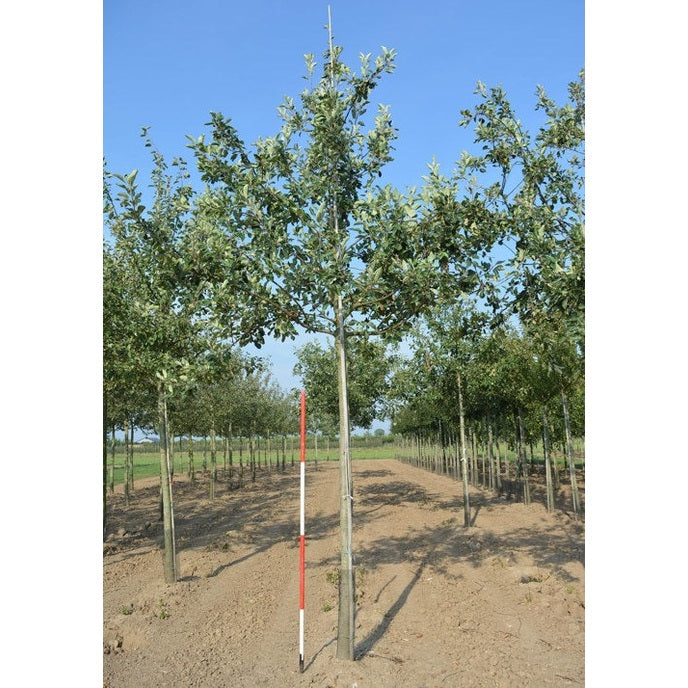 Omenapuu - Malus domestica &
