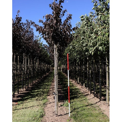 Koristekirsikka - Prunus serrulata &