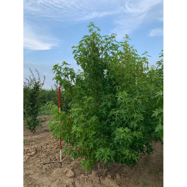 Ambrapuu - Liquidambar styraciflua &