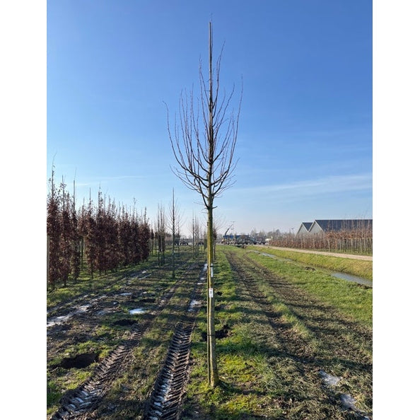 Bohuslind - Tilia platyphyllos &