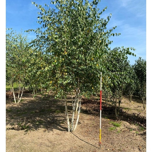 Rippuleppä - Betula pendula 450-500 MS COCO